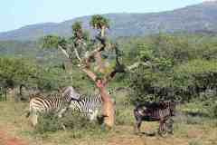 IMG_5949