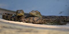 IMG_6702